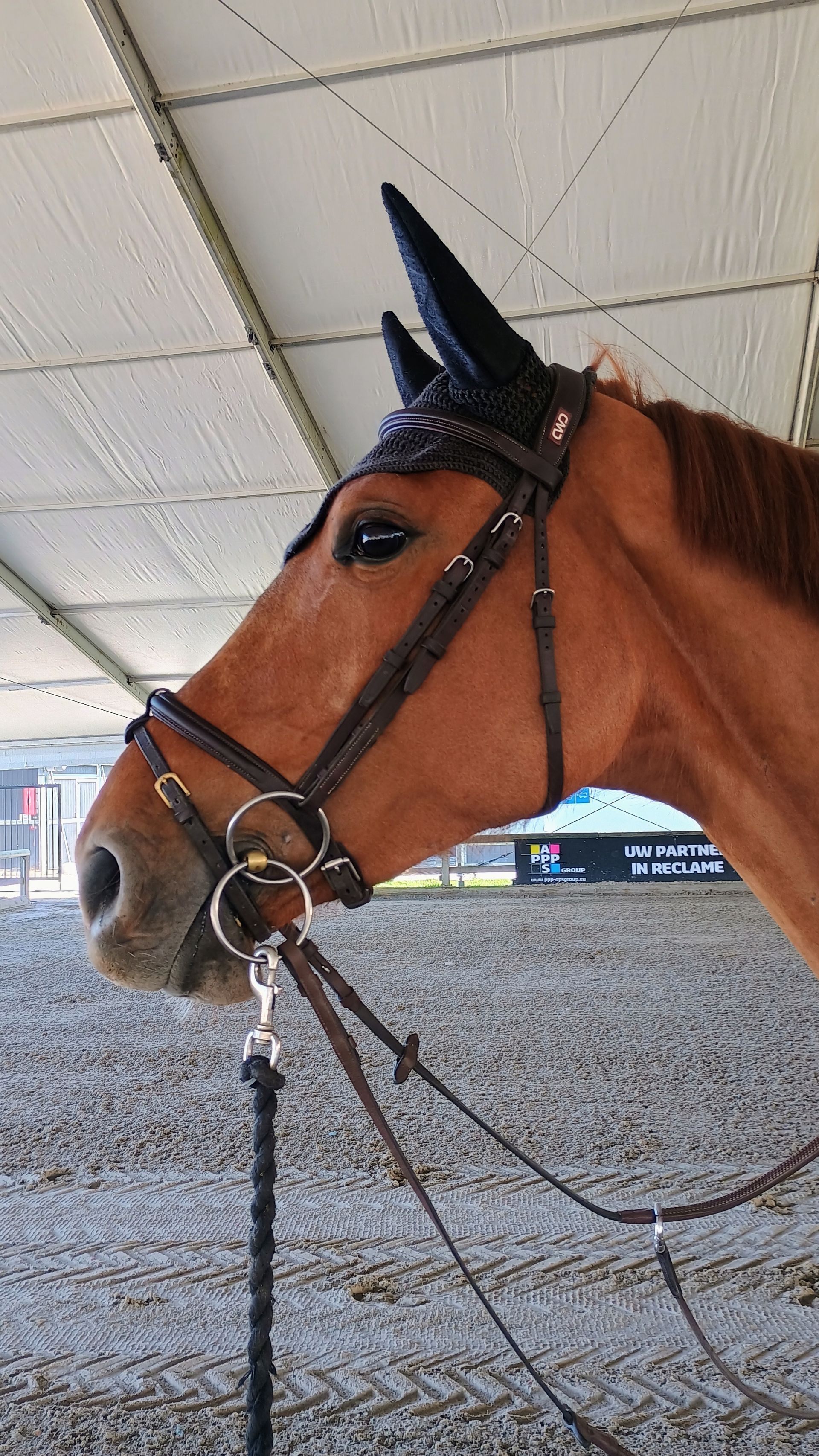 Grooming freelance Belgique