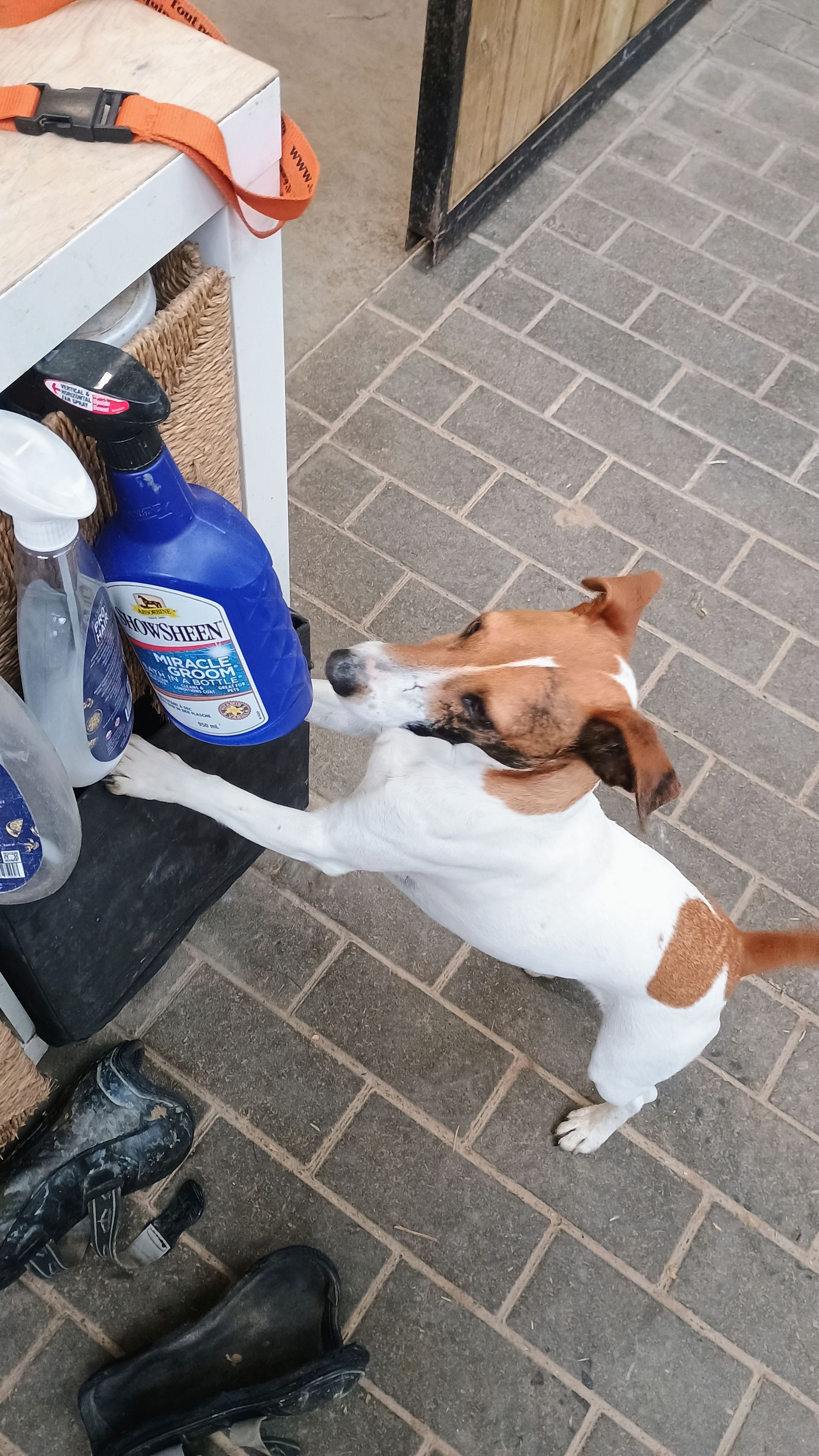 Grooming Freelance Belgique