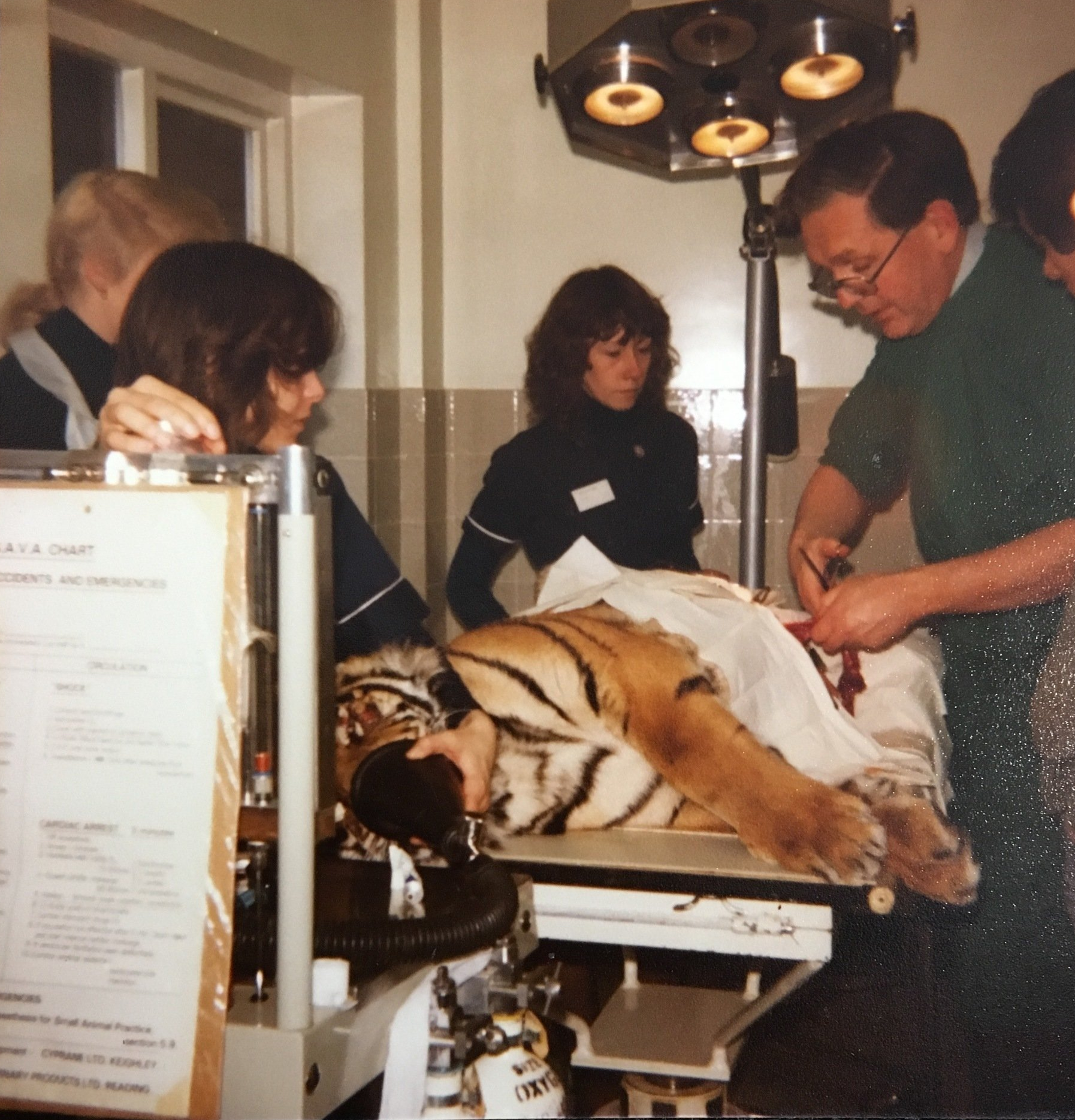 Mark Furber operates on a Tiger