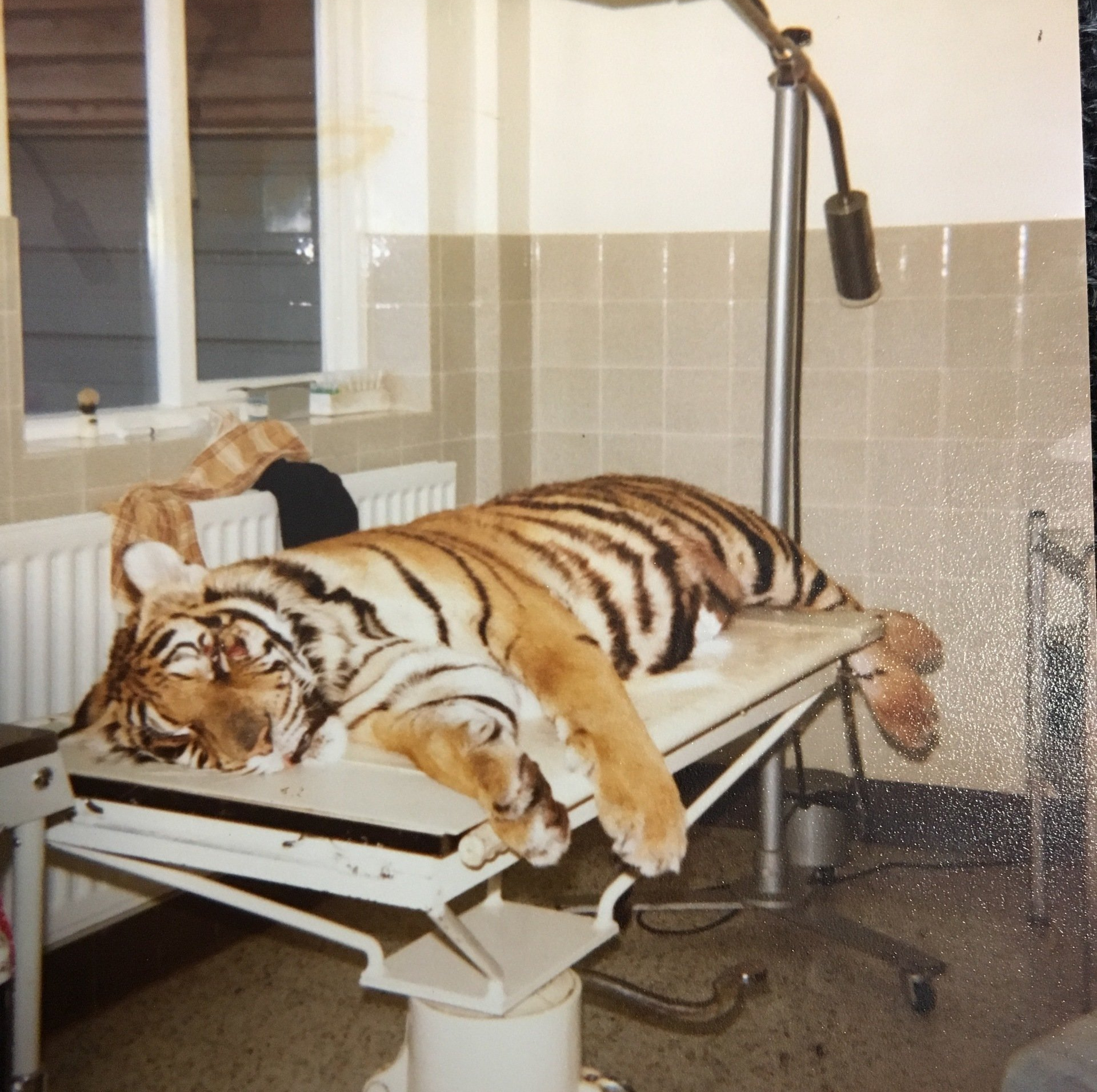 Tiger asleep at Bilton Vets