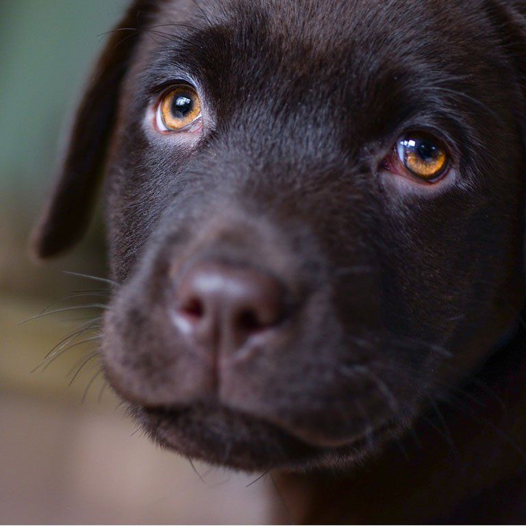 Puppy and Kitten Portal