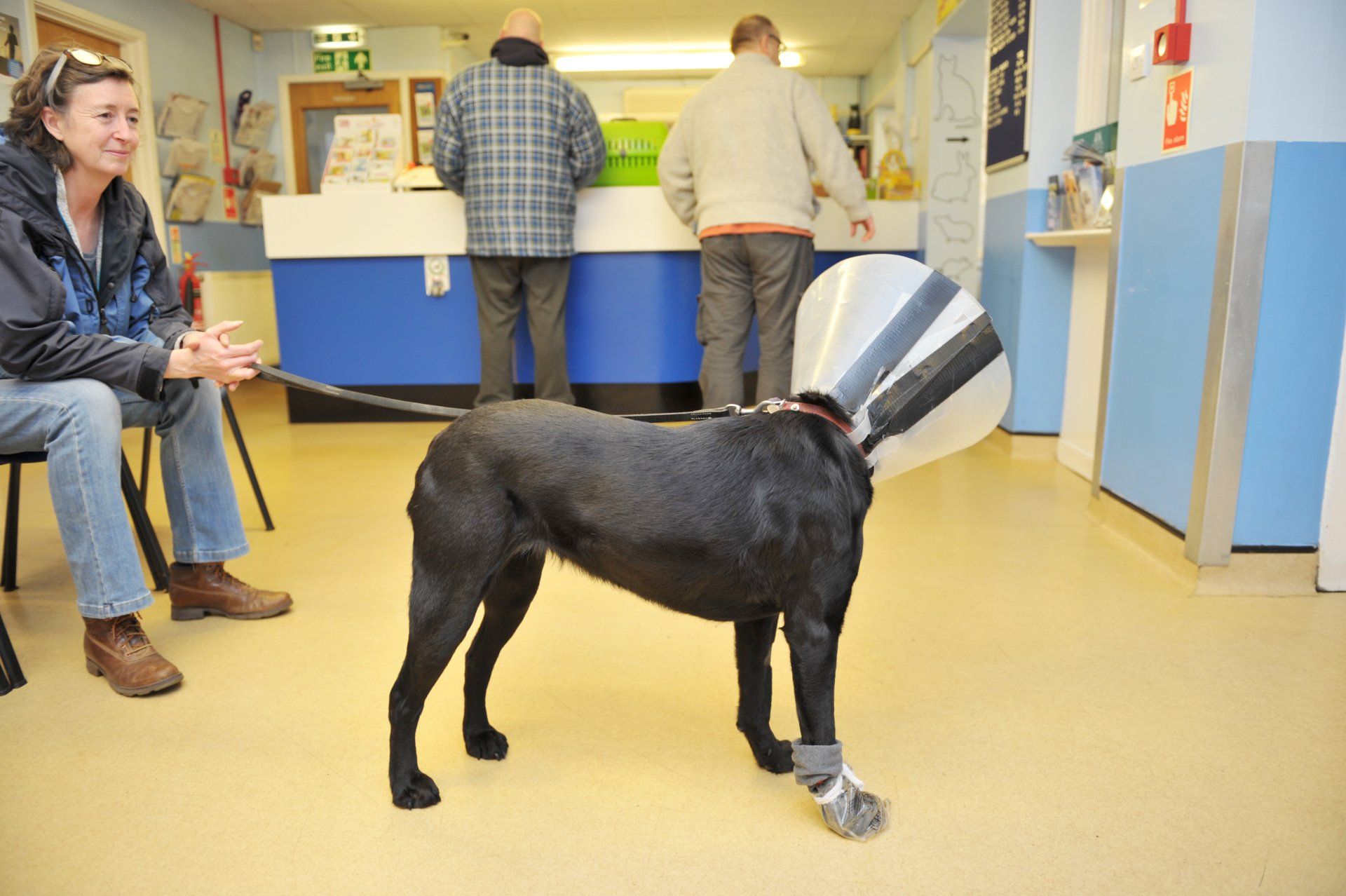 Dog recovering from surgery with a bandaged paw and a buster collar on