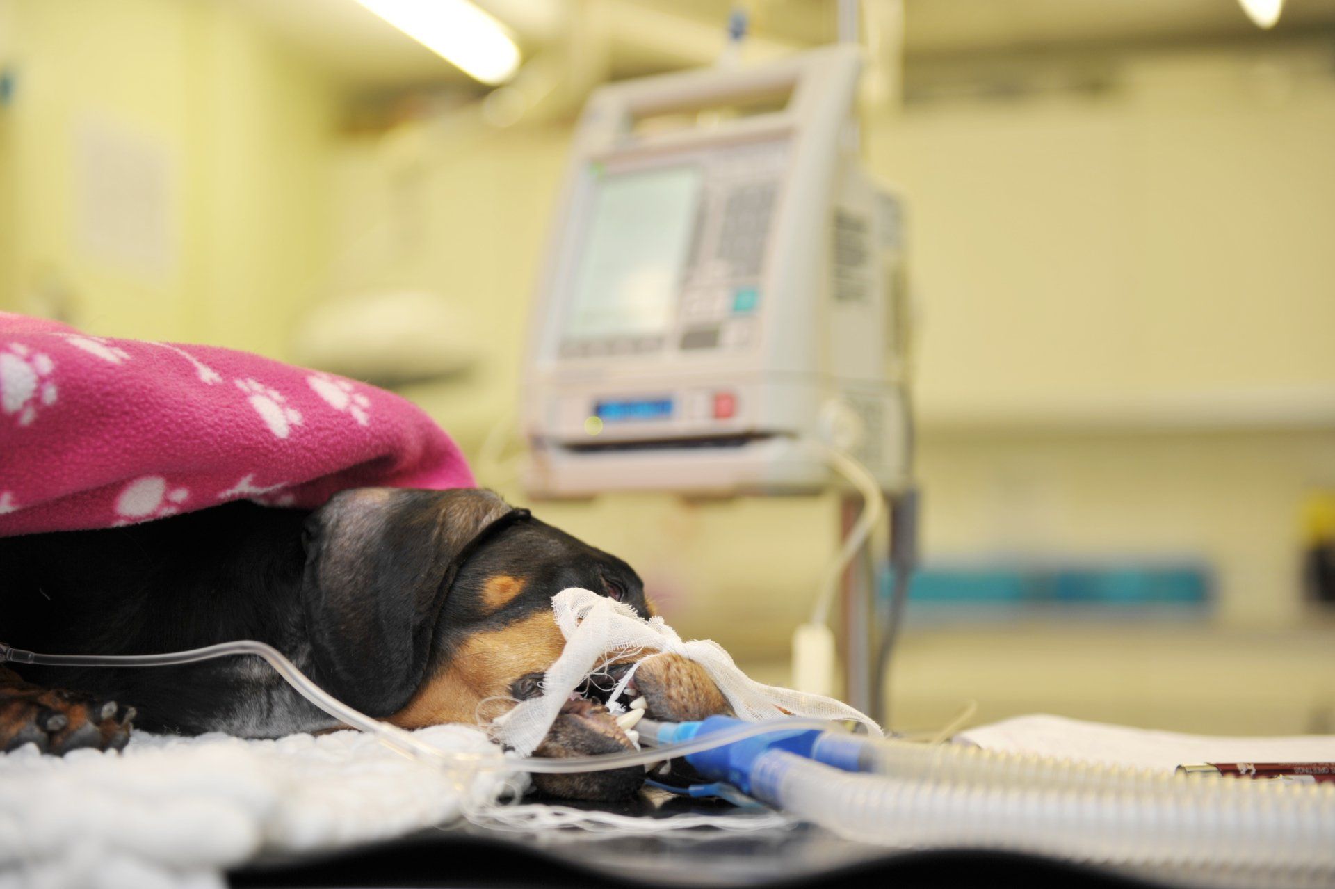 Dog having an anaesthetic and is in a saline drip.