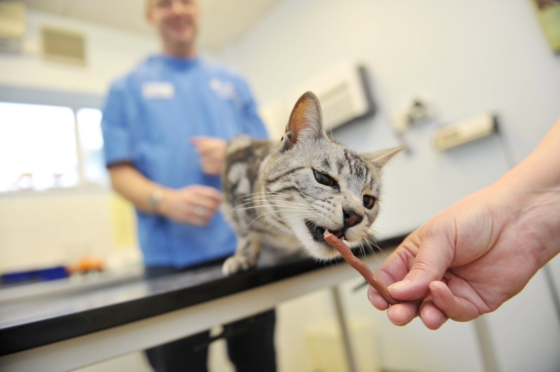 Kitten getting a treat from the owner whilst vet Tom Wateworth looks on