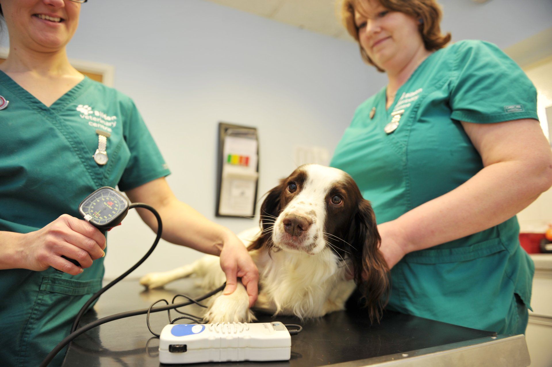 Veterinary Nurses check Blood Pressure