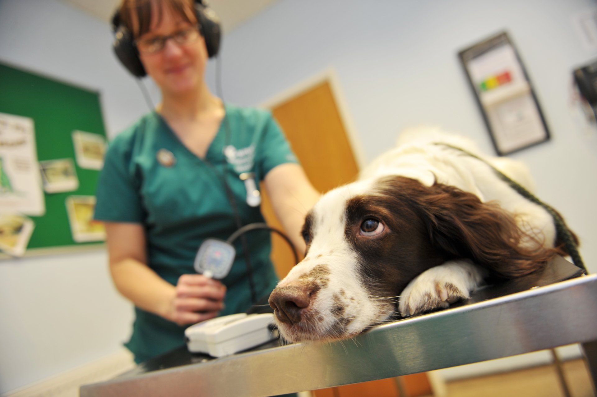 Nurse Emily records blood pressure on a dog