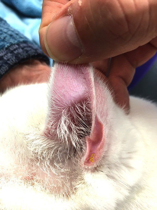 Ear Mites in cat's ear