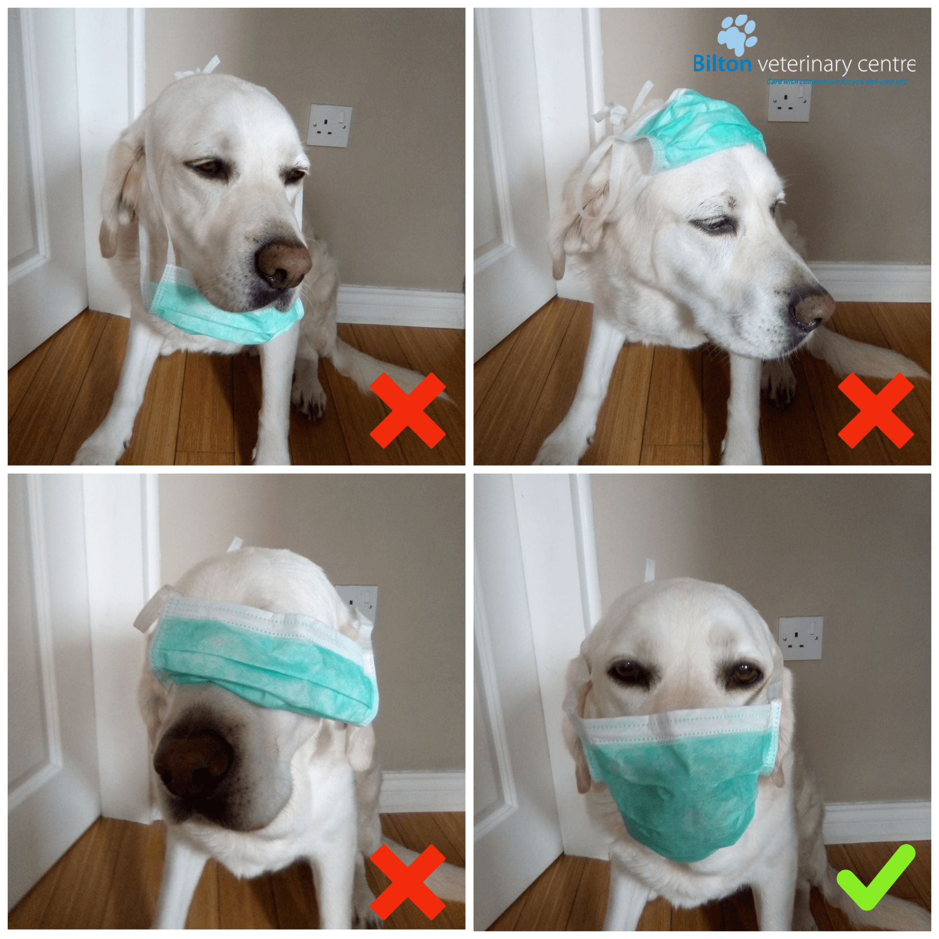 Dog wearing surgical mask in silly ways and one correct way