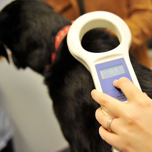 Dog gets scanned by microchip reader