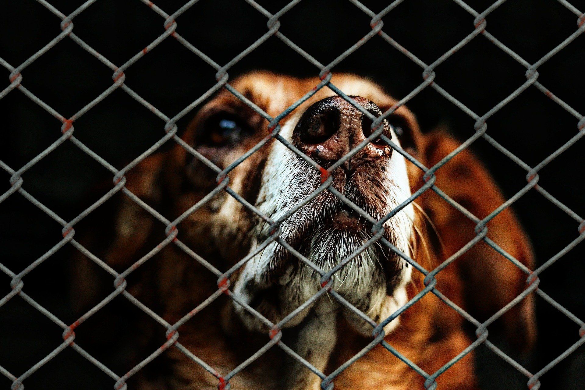 Lost dog looks sadly out from behind kennel wires