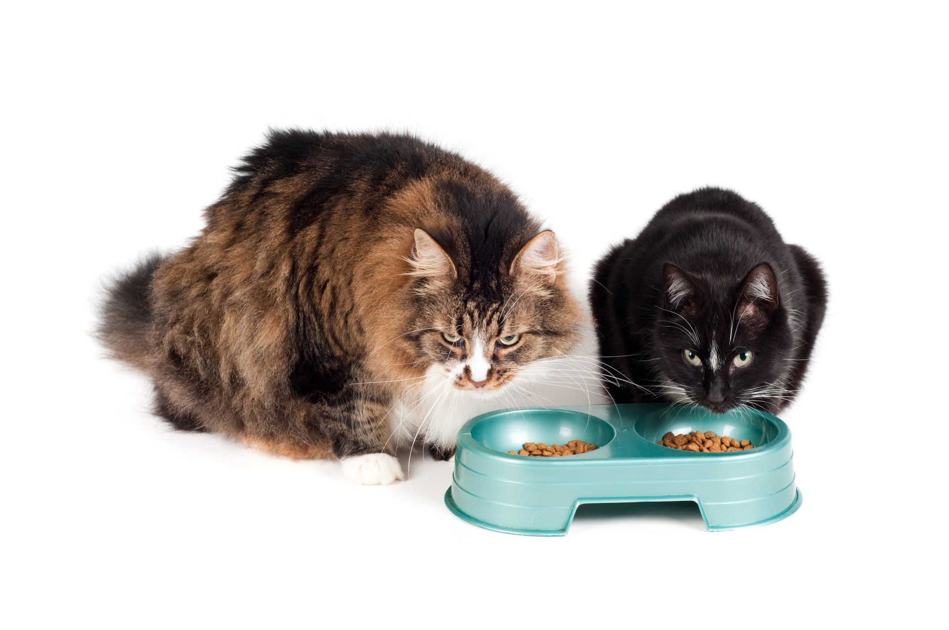 Cats eating from a bowl. Please withold food after 11pm the night before