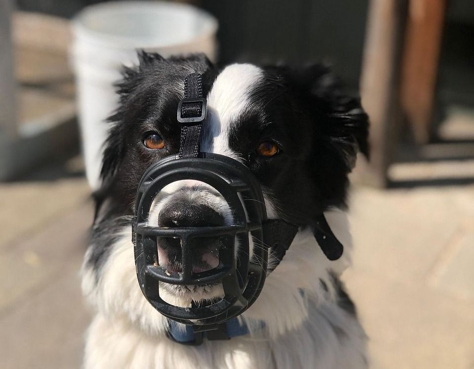 Border collie wearing a muzzle Border collie wearing a muzzle
