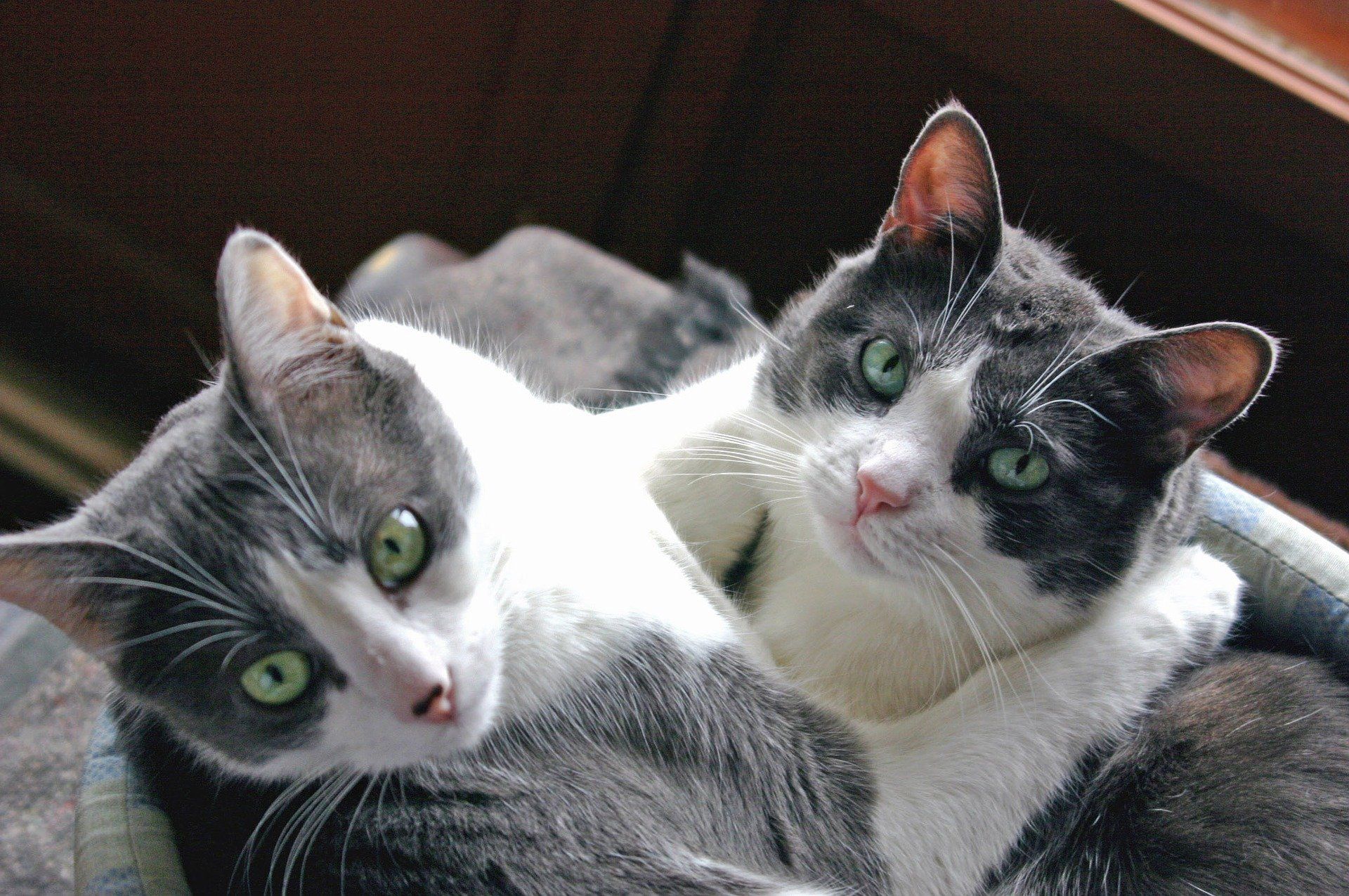 Keeping your Pets Safe hugging cats