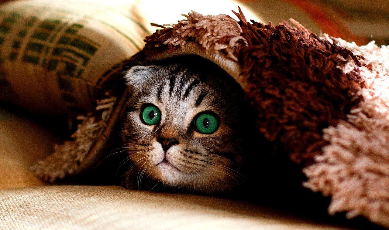 Scared Cat hiding under blanket