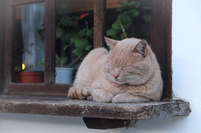 Cat sleeping on Window