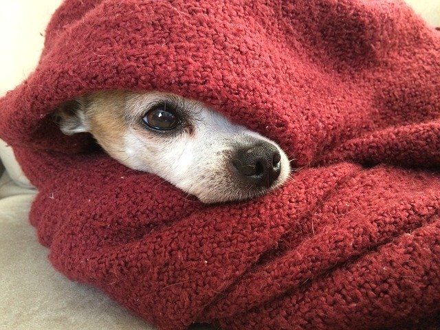 old cold dog under blanket