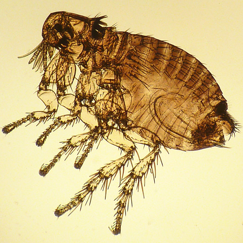 Large microscope view of a flea