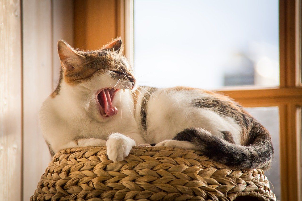 Bored cat yawning