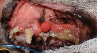 Awful mouth with numerous dental problems such as cancer, tartar and loose teeth