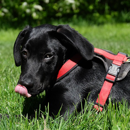 can fox poo harm dogs