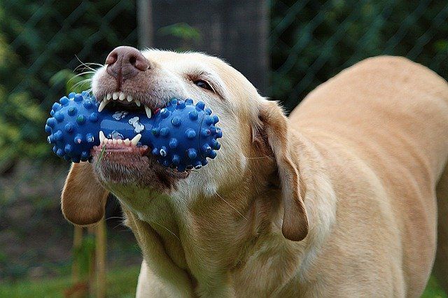 Dog with toy in mouth