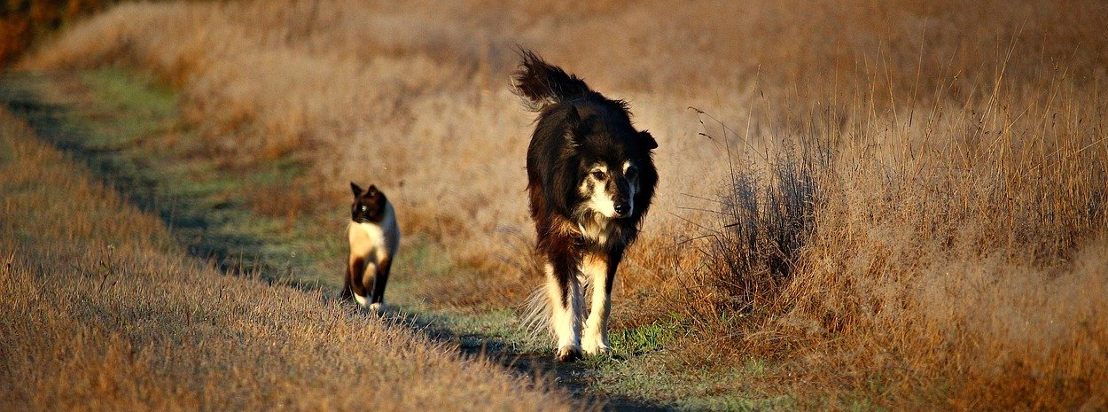 dog and cat walking in field