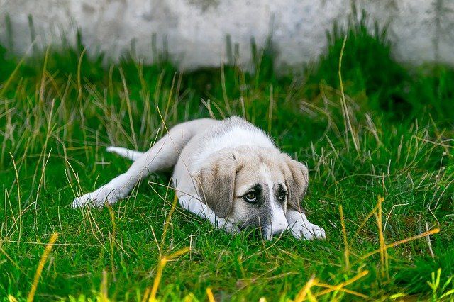 Sad dog on grass