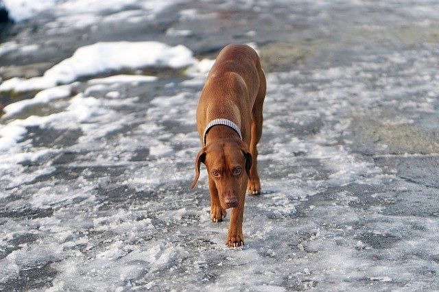 Dog walking on ice