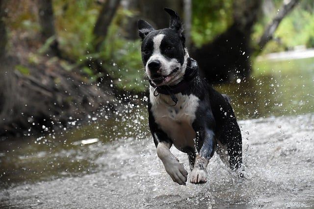 Happy dog running through water