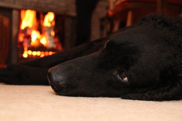 dog relaxing by the warm fire