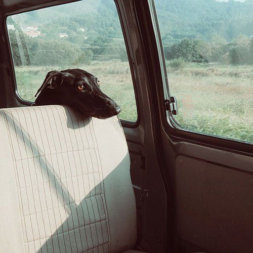 Dog looking unhappy in back seat of car