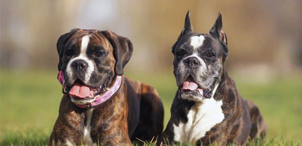 Mastiff breeds are commonly affected