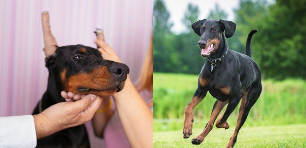 does cropping doberman ears prevent infection?
