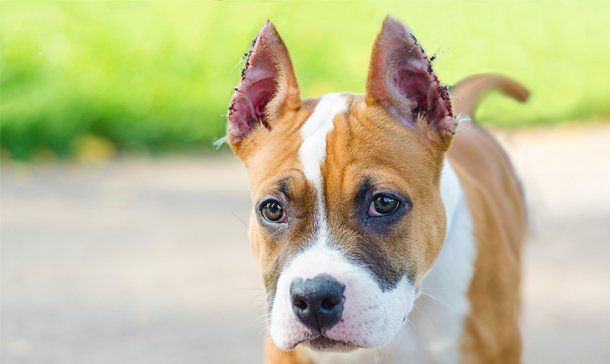 Dog with Cropped Ears