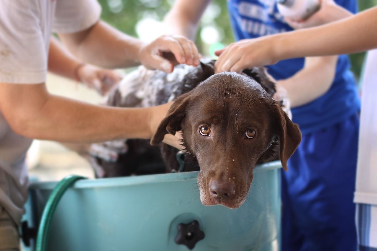 Dog being cooled in bath with hosepipe