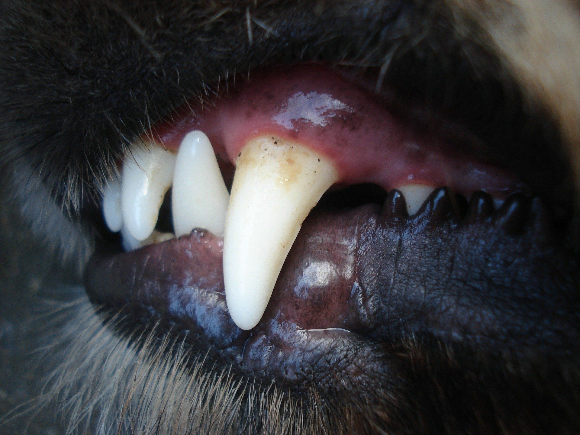 Close up of a dog's canine tooth