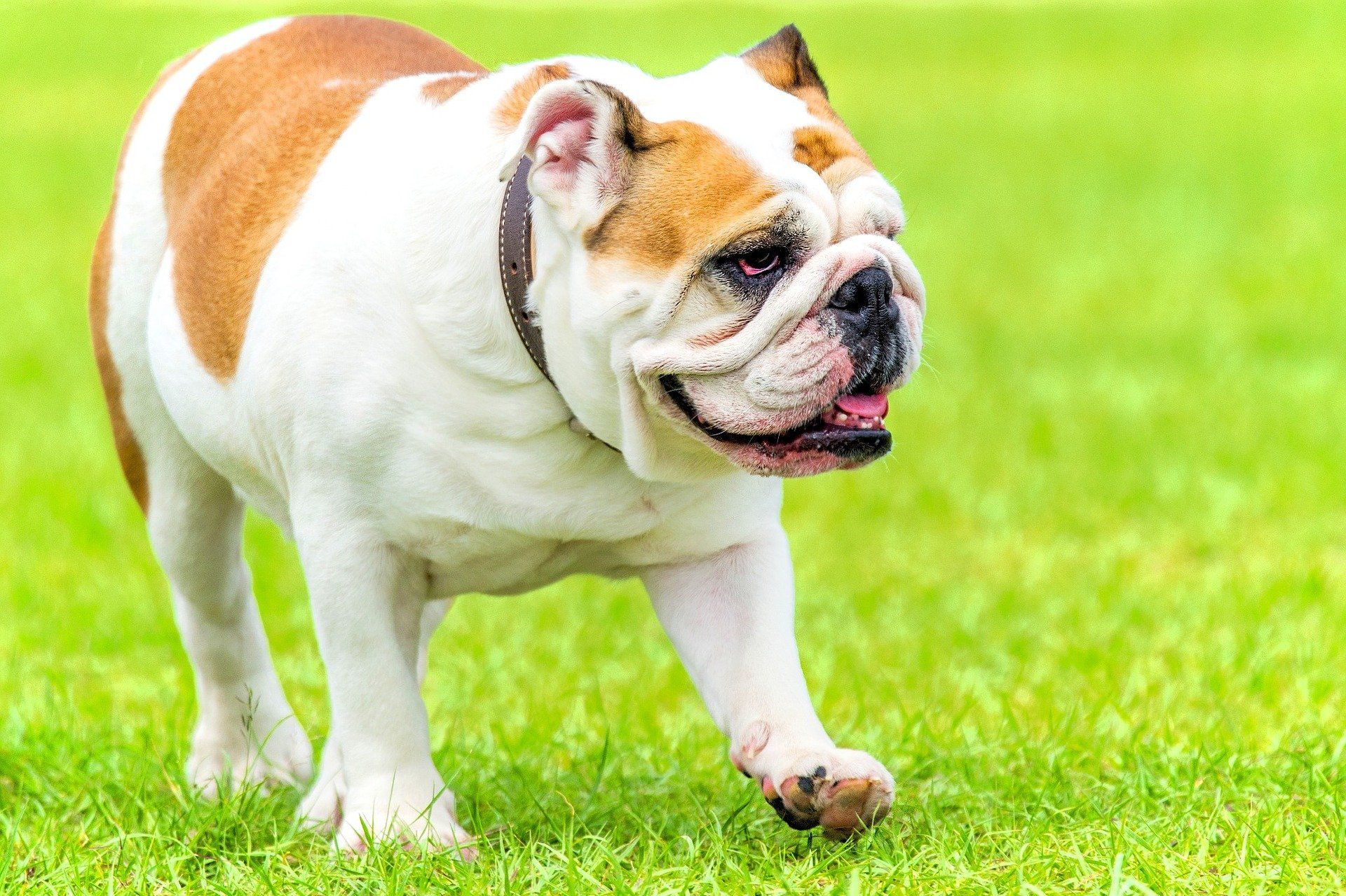 Bulldogs, pugs, french bulldogs are examples of brachycephalic dogs affected by BOAS