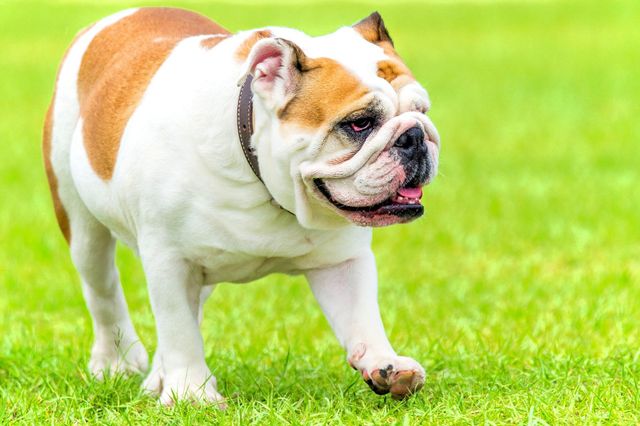 Flat Chest Syndrome - Flat Chest Puppy French Bulldogs, A Fatal