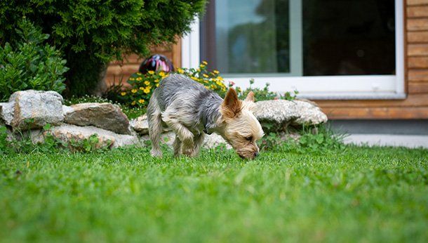 Dog sniffing for treat on the lawn