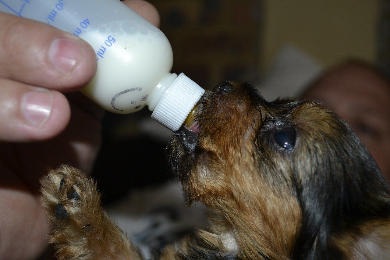 Puppy being bottle fed as can't feed from its mum