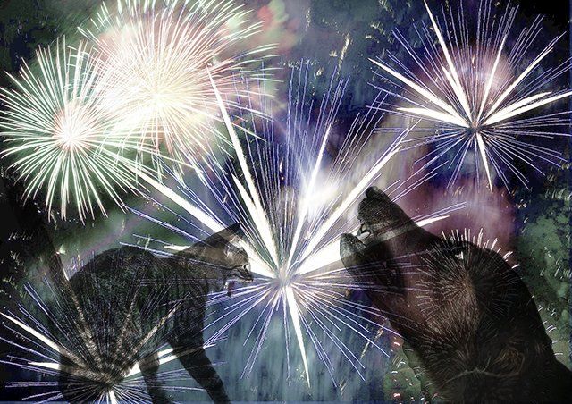 Dogs and Cats frightened of fireworks