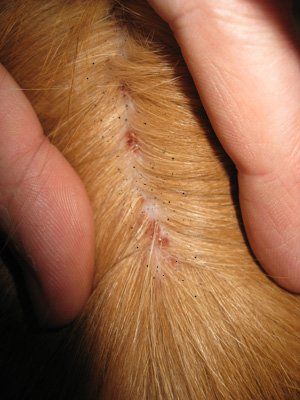 Flea dirt visible as black dots on a coat of a ginger cat