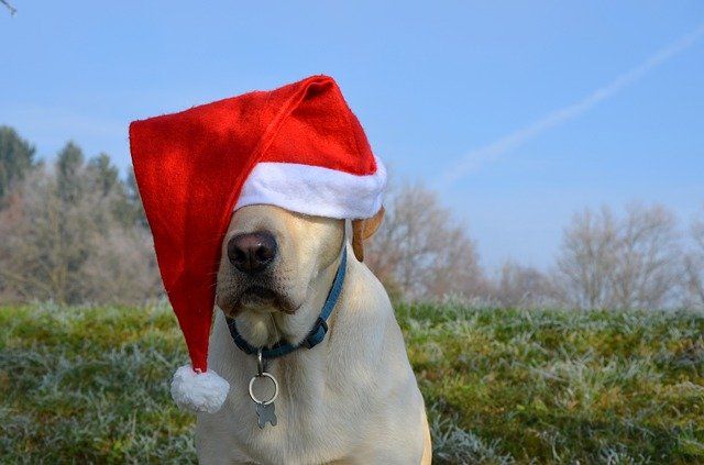 Sad dog in Christmas hat