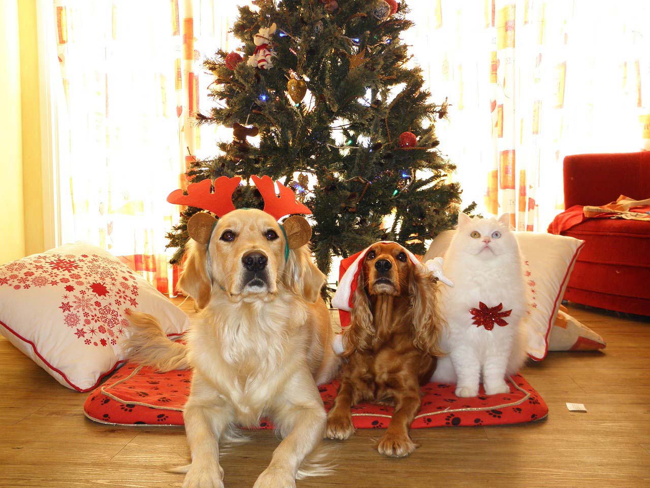 Dogs and Cat sit in front of Christmas tree