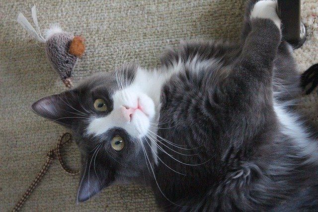Kitten playing with a toy