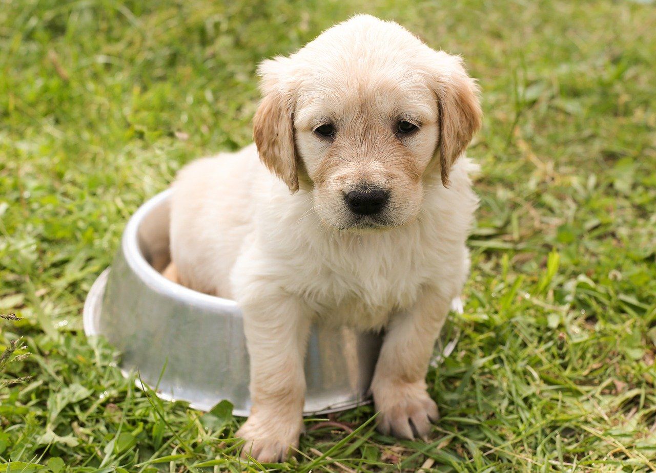 Golden Retriever Puppy sitting in dog bowl