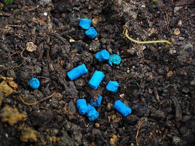 Blue slug bait pellets lying in the soil
