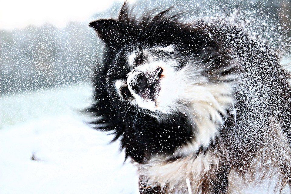 Winter Tips for Pets