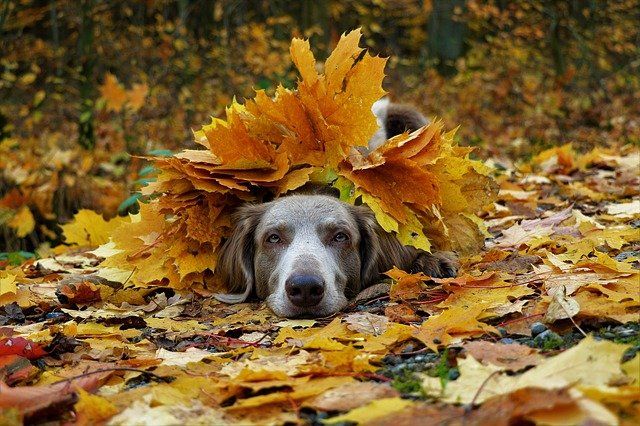 Dog covered in autumn leaves