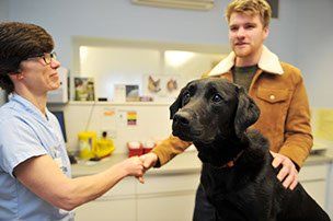 Vet Claire Gardner shakes hand of a happy customer with labrador
